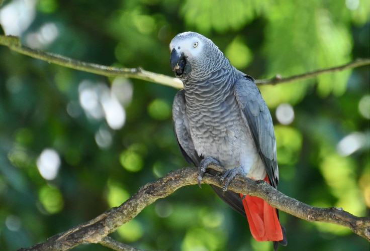 Gray Parrot (Psittacus erithacus)