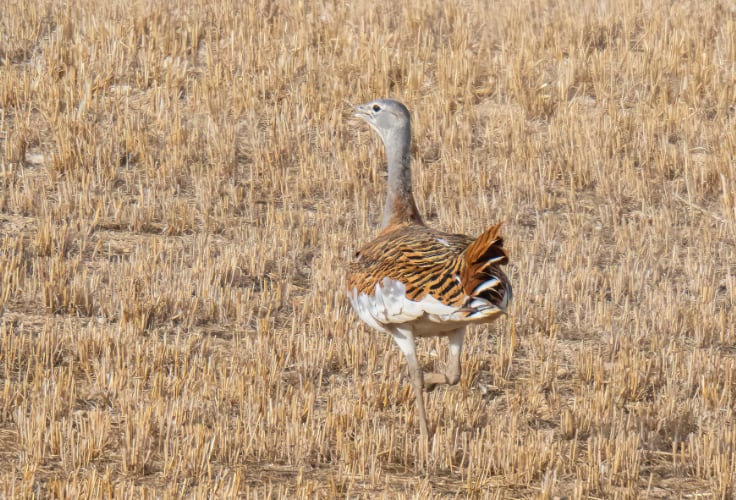 Great Bustard running away across the field