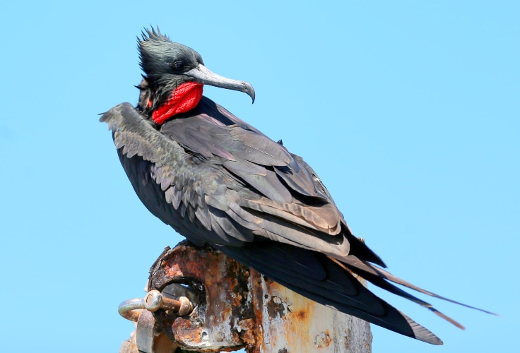 Great Frigatebird (Fregata minor)