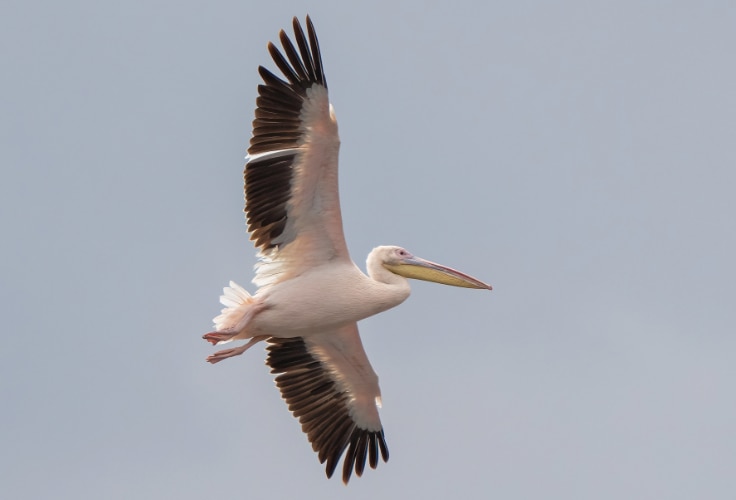 Great White Pelican in flight