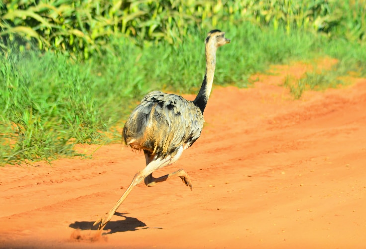 Greater Rhea sprinting across open terrain