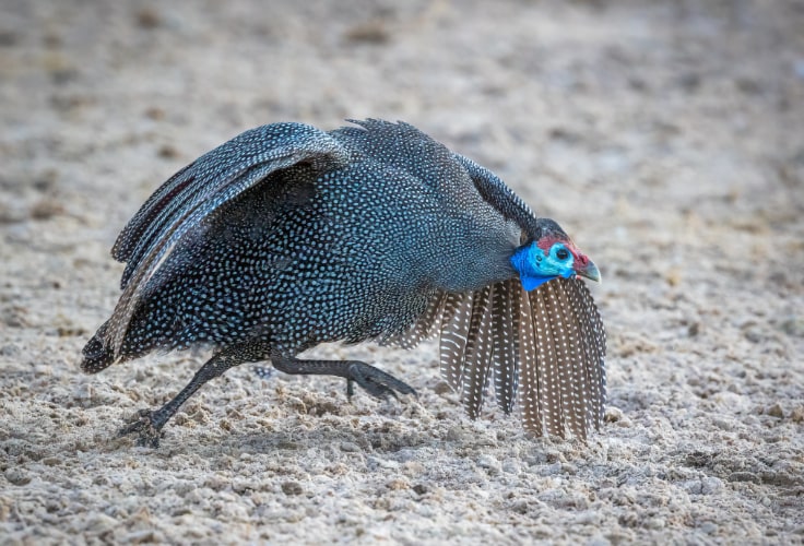 Helmeted Guineafowl running
