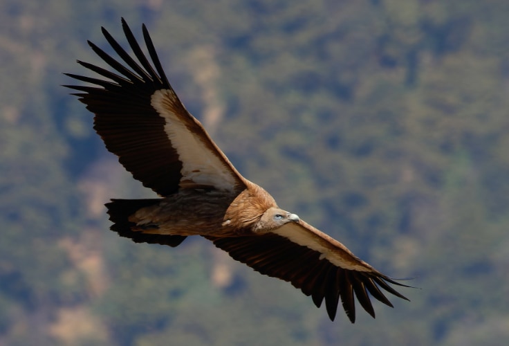 Himalayan Griffon in flight