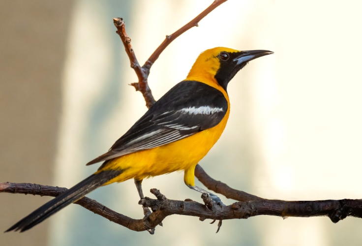 Hooded Oriole (Icterus cucullatus)
