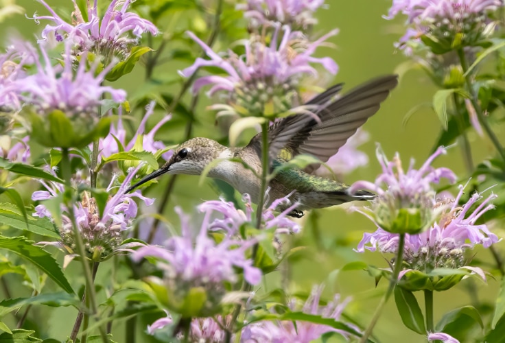 Hummingbird feeds on wild bergamot