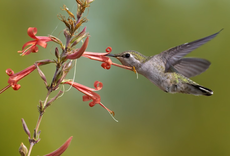 Female Black-Chinned Hummingbird at Thurber's desert honeysuckle