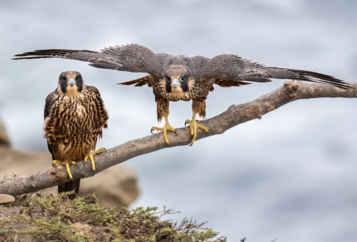 Juvenile Peregrine Falcons