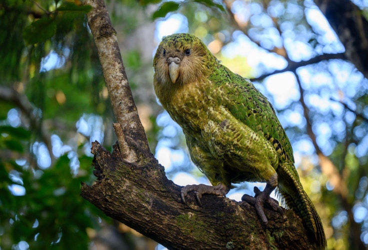 Kakapo (Strigops habroptilus)