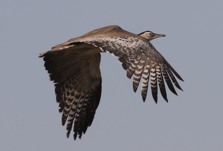 Kori Bustard in flight