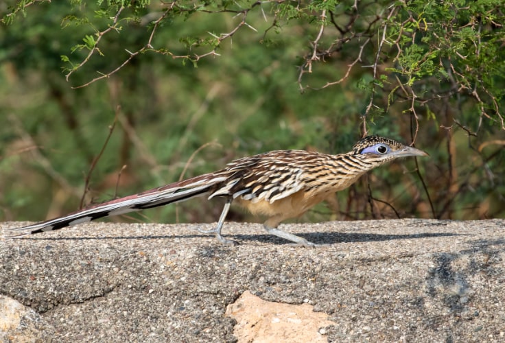 Lesser Roadrunner ready for a speedy dash