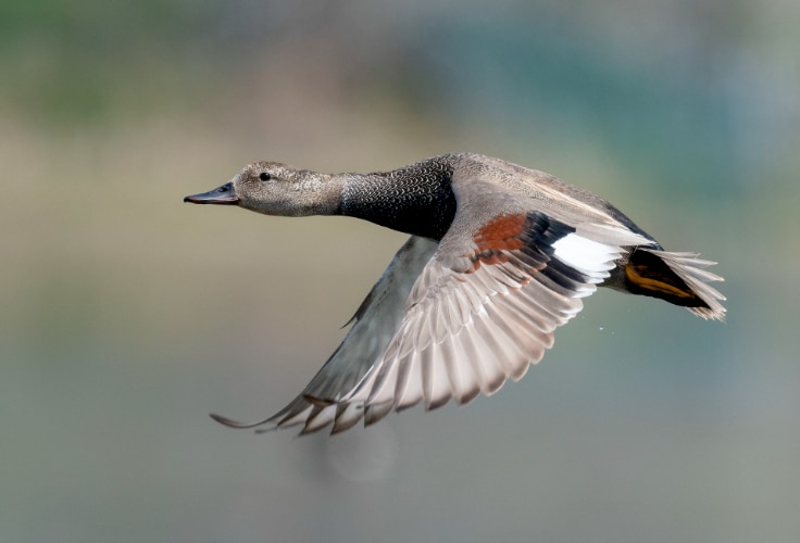 Male Gadwall in flight