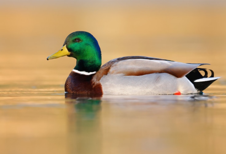 Mallard (Anas platyrhynchos)