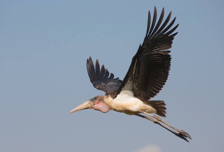 Marabou Stork in flight