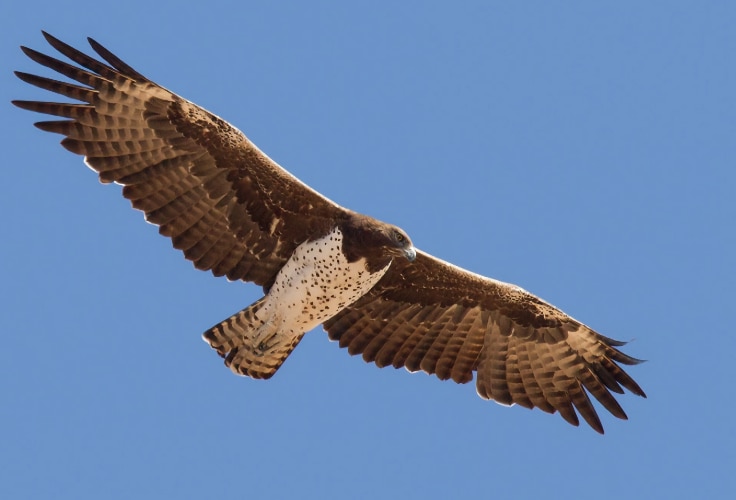 Martial Eagle in flight