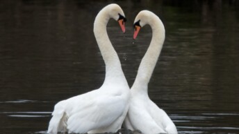 Mute Swans in a courtship display