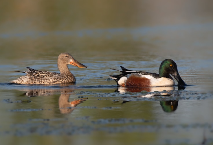 Northern Shoveler pair