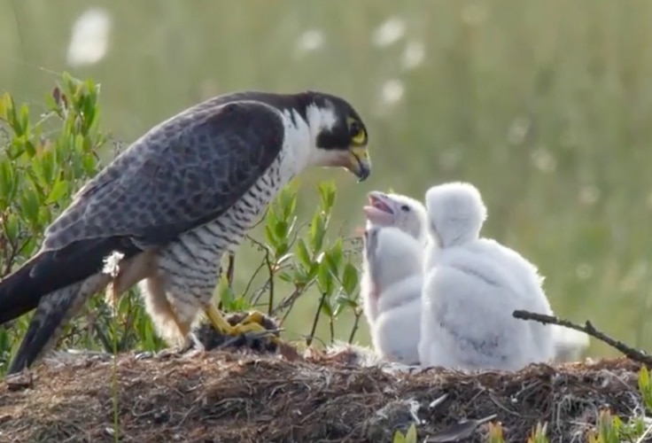 Adult Peregrine Falcon feeding its chicks