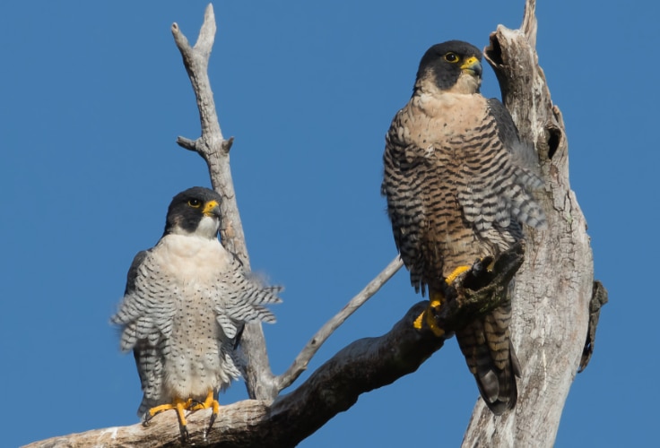 A pair of Peregrine Falcons