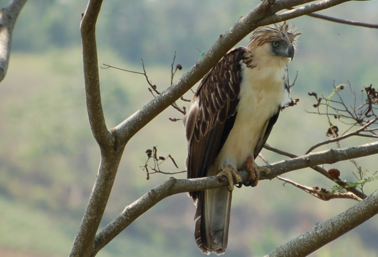 Philippine Eagle (Pithecophaga jefferyi)