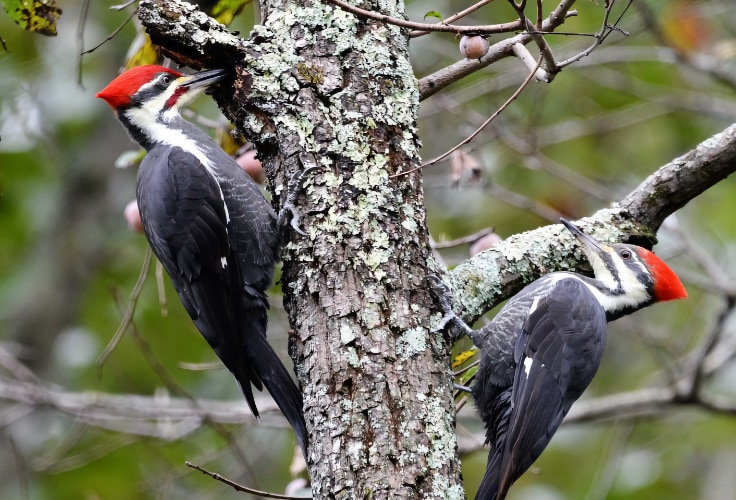 Pileated Woodpecker pair
