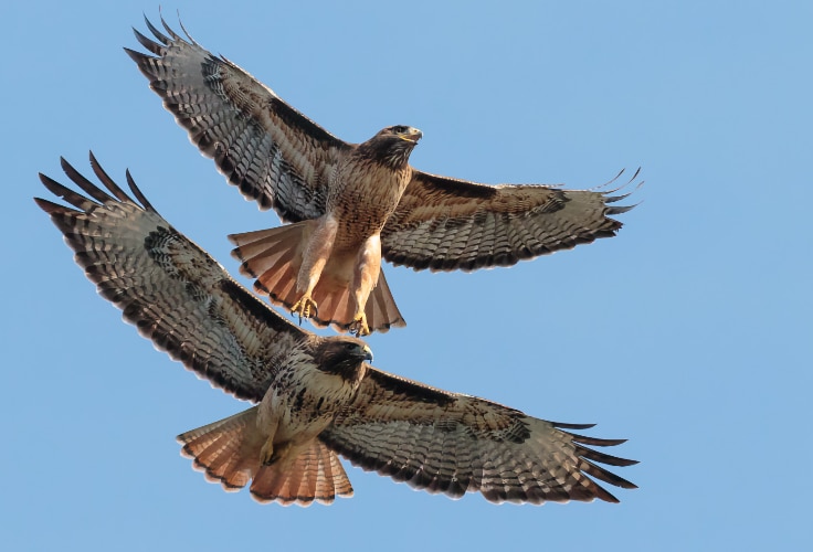 Red-Tailed Hawk courtship