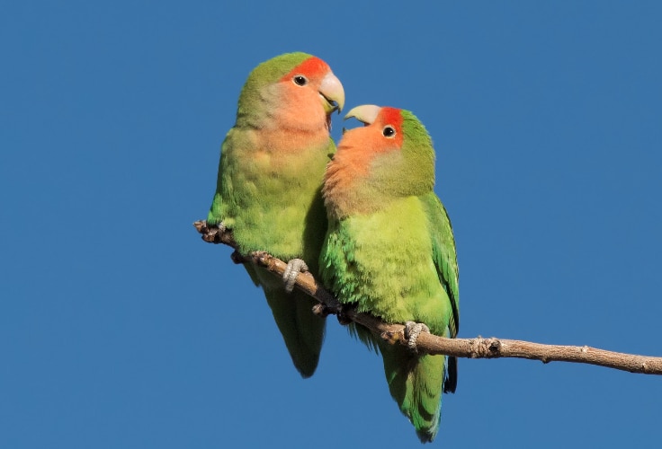 Rosy-Faced Lovebird pair