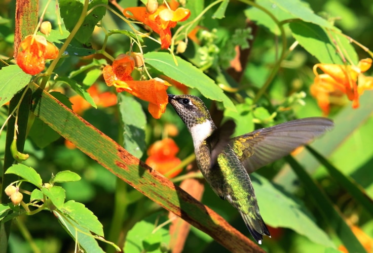 Female Ruby-Throated Hummingbird feeds on jewelweed