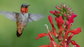 Ruby-Throated Hummingbird hovers near cardinal flower