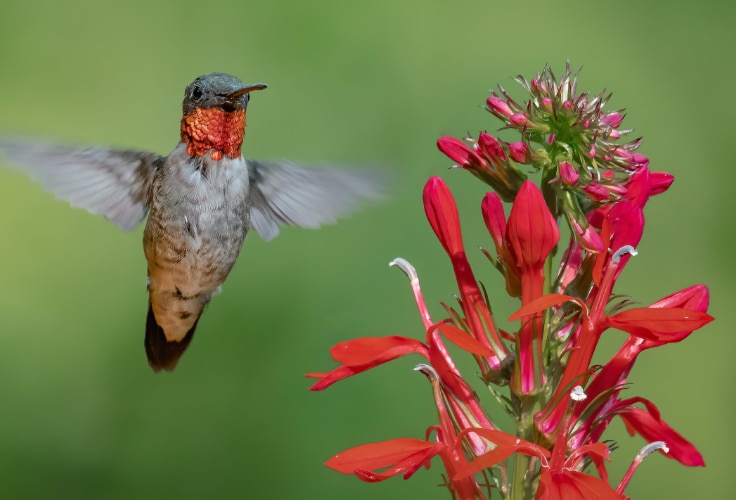 Ruby-Throated Hummingbird hovers near cardinal flower
