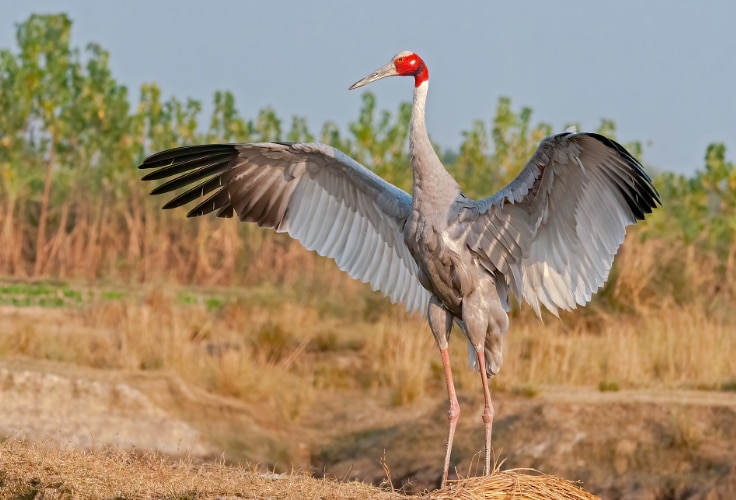 Sarus Crane displays its wings