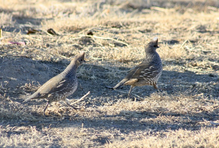 Scaled Quails rushing across dry grassland