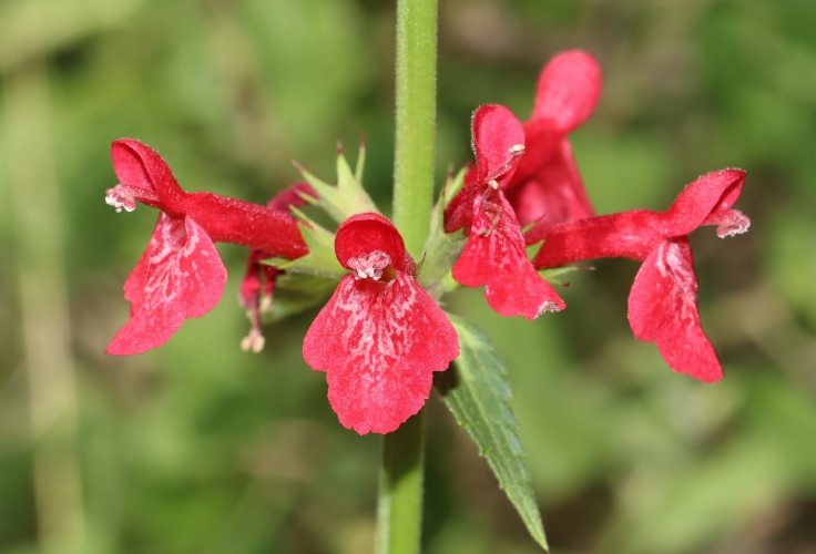 Scarlet Hedgenettle (Stachys coccinea)