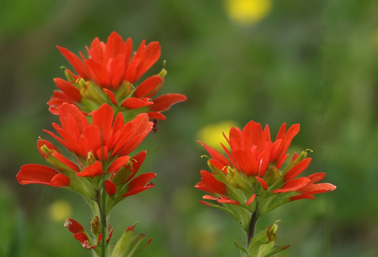 Scarlet Indian Paintbrush (Castilleja coccinea)