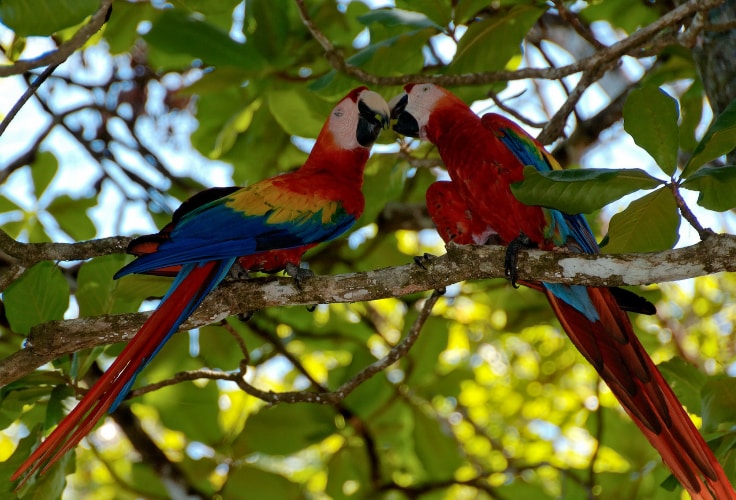 Scarlet Macaw pair