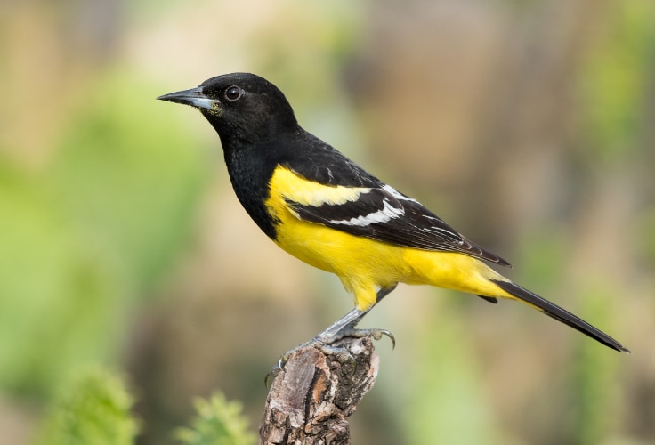Scott's Oriole (Icterus parisorum)