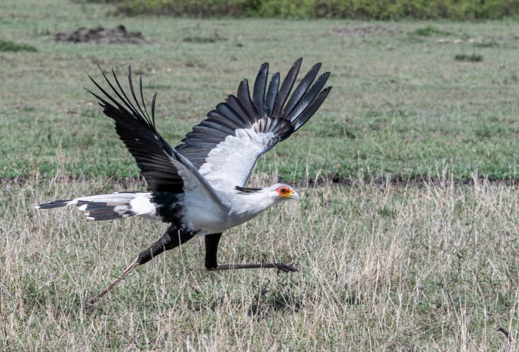 Secretarybird running with wings open