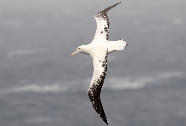 Snowy Albatross in flight