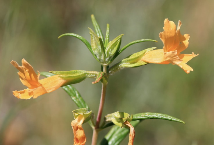 Southern Bush Monkeyflower (Diplacus longiflorus)