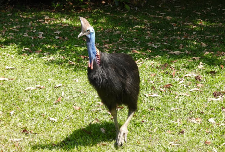 Southern Cassowary ready for a sprint