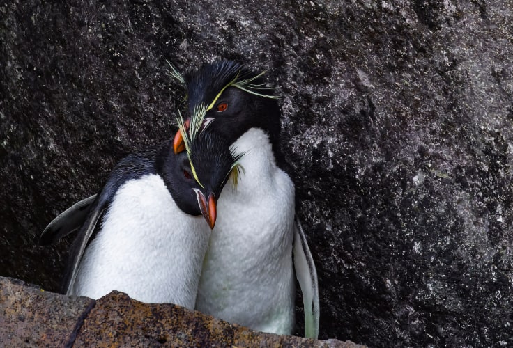 Southern Rockhopper Penguin pair