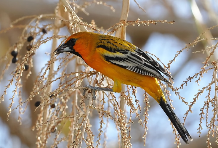 Streak-Backed Oriole in Arizona, US
