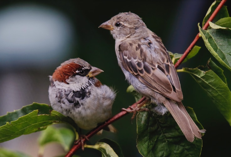 Subadult House Sparrows