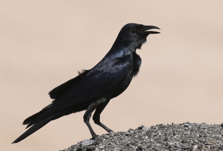 Tamaulipas Crow (Corvus imparatus)