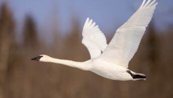 Trumpeter Swan in flight