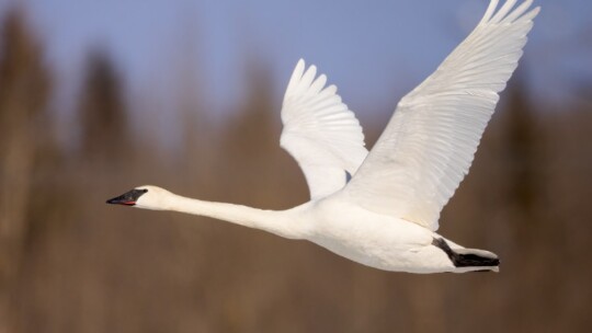 Trumpeter Swan in flight