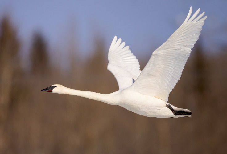 Trumpeter Swan in flight