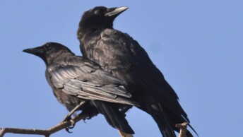 Two crow species perched together