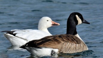 Snow and Canada Geese