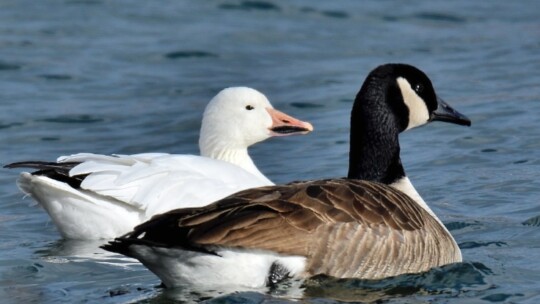 Snow and Canada Geese