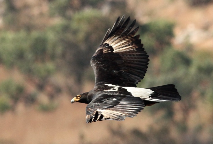 Verreaux's Eagle in flight